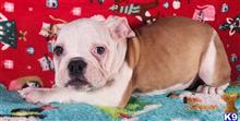 english bulldog puppy posted by tankrtots