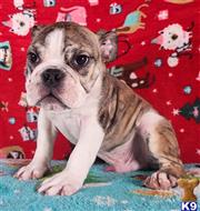 english bulldog puppy posted by tankrtots
