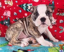 english bulldog puppy posted by tankrtots