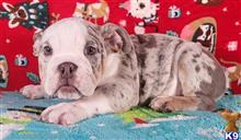 english bulldog puppy posted by tankrtots