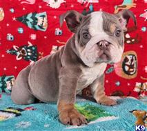 english bulldog puppy posted by tankrtots