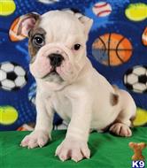 english bulldog puppy posted by tankrtots