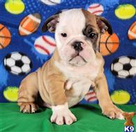 english bulldog puppy posted by tankrtots