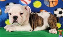 english bulldog puppy posted by tankrtots