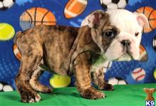 english bulldog puppy posted by tankrtots