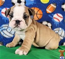 english bulldog puppy posted by tankrtots