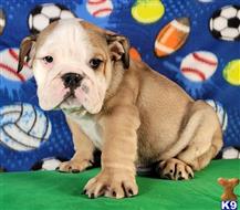 english bulldog puppy posted by tankrtots