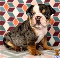 english bulldog puppy posted by tankrtots