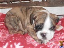 english bulldog puppy posted by tankrtots