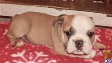 english bulldog puppy posted by tankrtots