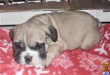 english bulldog puppy posted by tankrtots