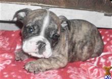 english bulldog puppy posted by tankrtots