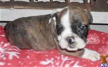 english bulldog puppy posted by tankrtots