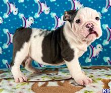 english bulldog puppy posted by tankrtots