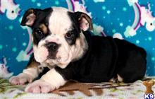 english bulldog puppy posted by tankrtots