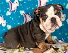 english bulldog puppy posted by tankrtots