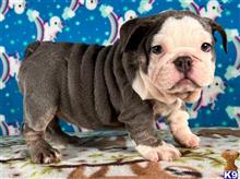 english bulldog puppy posted by tankrtots