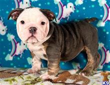 english bulldog puppy posted by tankrtots