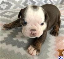 english bulldog puppy posted by tankrtots