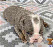english bulldog puppy posted by tankrtots
