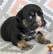 english bulldog puppy posted by tankrtots