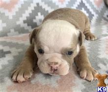 english bulldog puppy posted by tankrtots