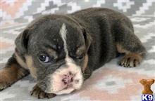 english bulldog puppy posted by tankrtots