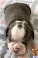 english bulldog puppy posted by tankrtots