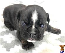 english bulldog puppy posted by tankrtots