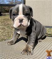 english bulldog puppy posted by tankrtots