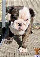 english bulldog puppy posted by tankrtots