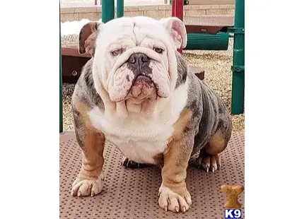 English Bulldog