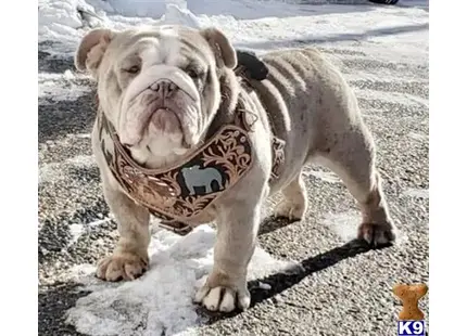 English Bulldog