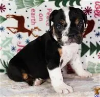 English Bulldog