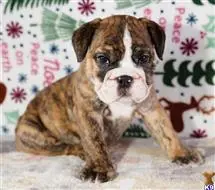 English Bulldog