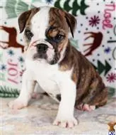 English Bulldog