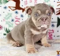 English Bulldog