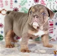 English Bulldog