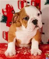 English Bulldog