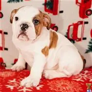 English Bulldog