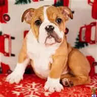 English Bulldog