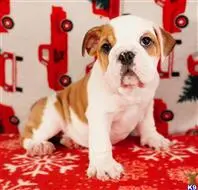English Bulldog