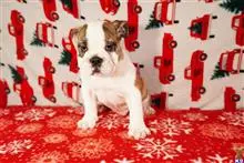 English Bulldog