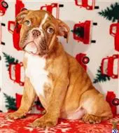 English Bulldog