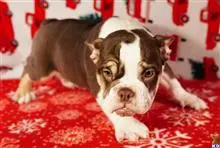 English Bulldog