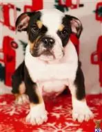English Bulldog