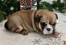 English Bulldog