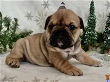 English Bulldog