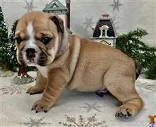 English Bulldog
