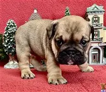 English Bulldog